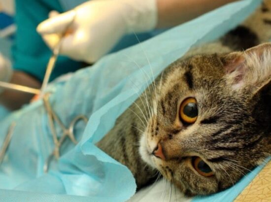 Ambulatorio Veterinario Maccioni Dr Rossano