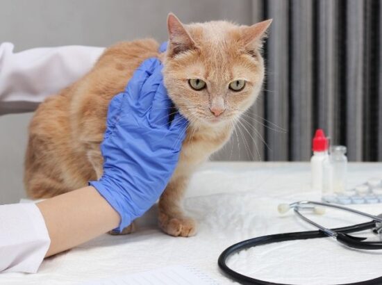 Clinica veterinaria Martino 